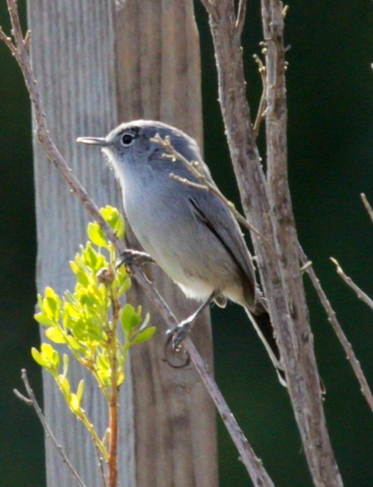 California Gnatcatcher