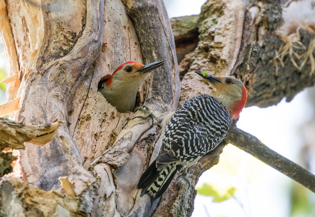 Red-bellied Woodpeckers at nest