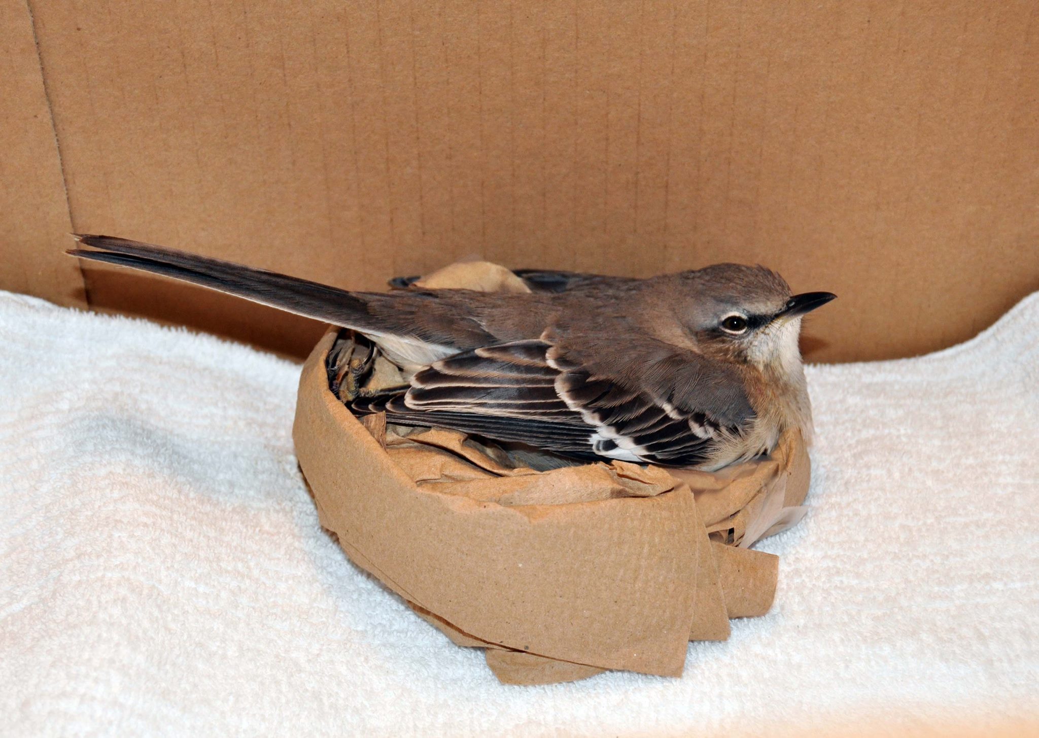 Recovering mockingbird in a box, balanced with a donut cushion