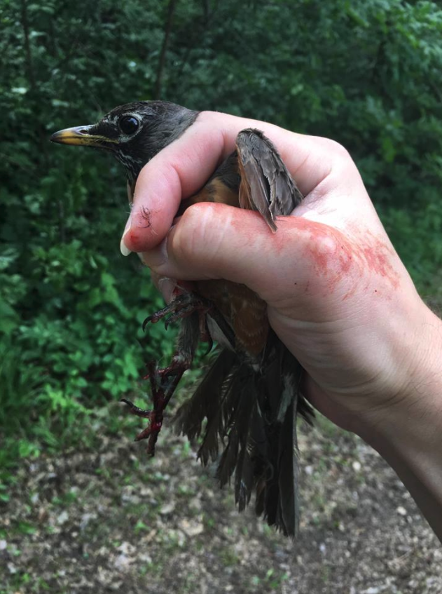 Fishing line cross-crossed on top helps to prevent large Birds.