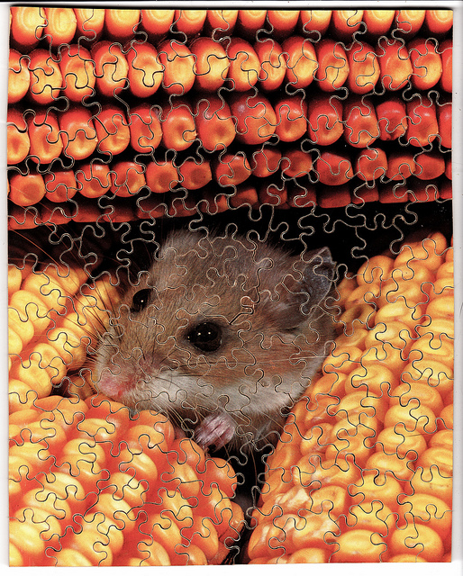 Mouse in the corn