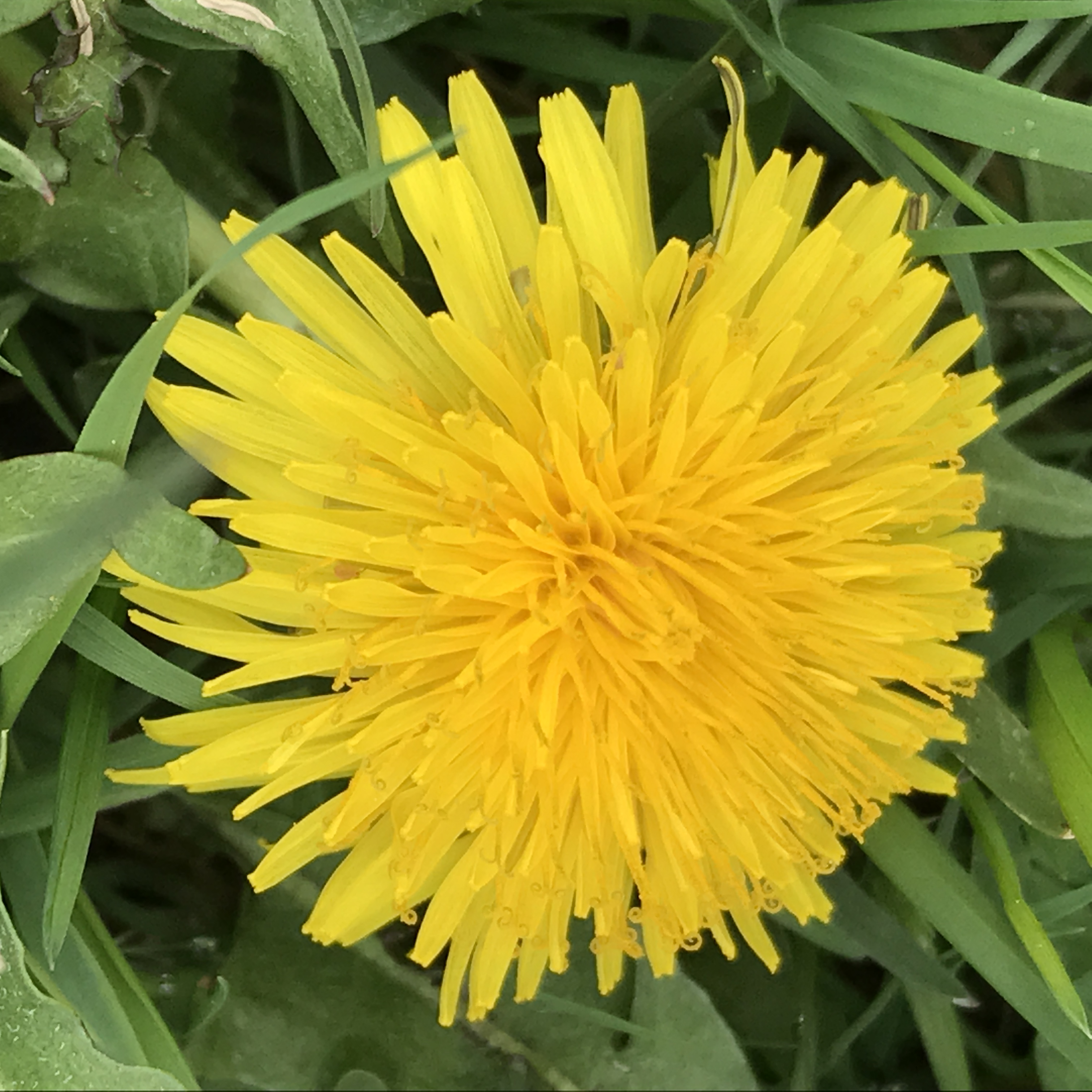 Dandelion