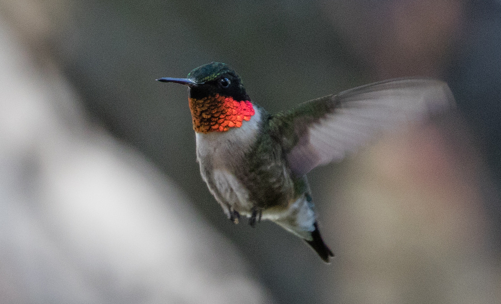 Ruby-throated Hummingbird