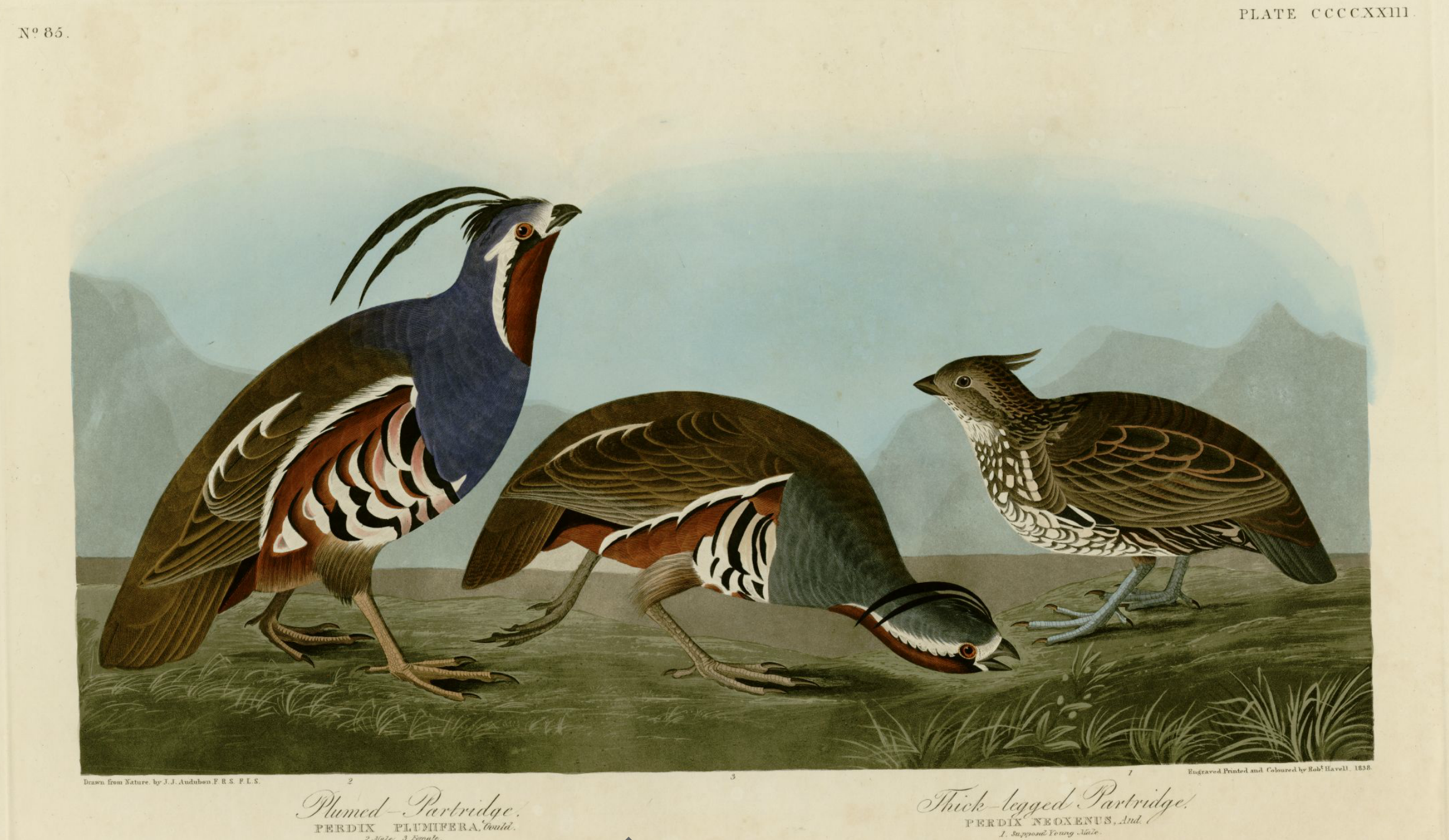 Mountain Quail