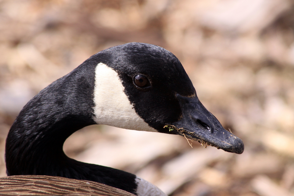 Canada Goose