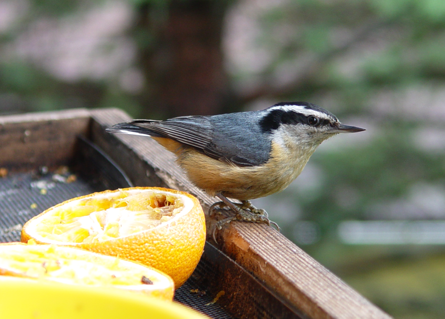 Red-breasted Nuthatch the next day