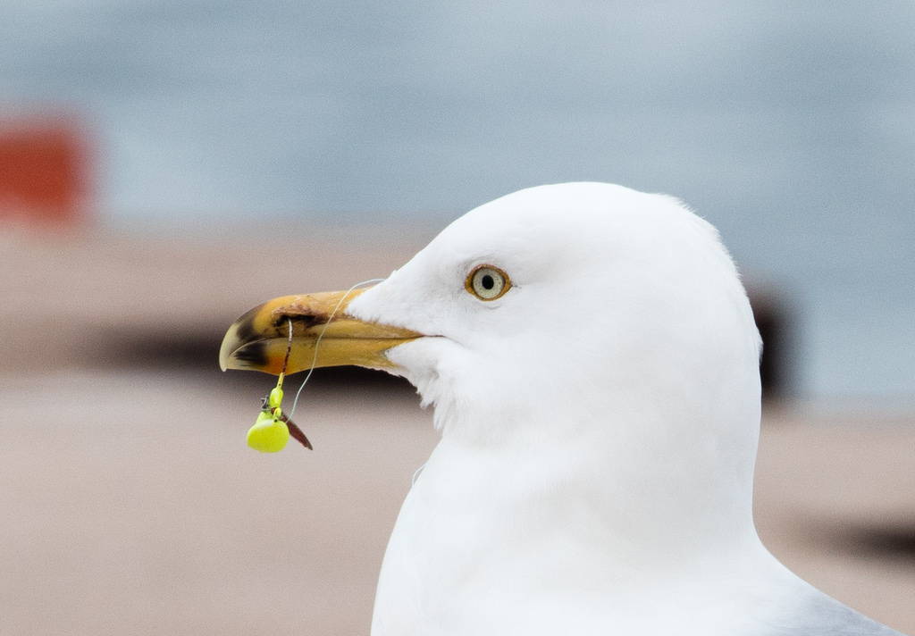 Herring Gull snagged with tackle