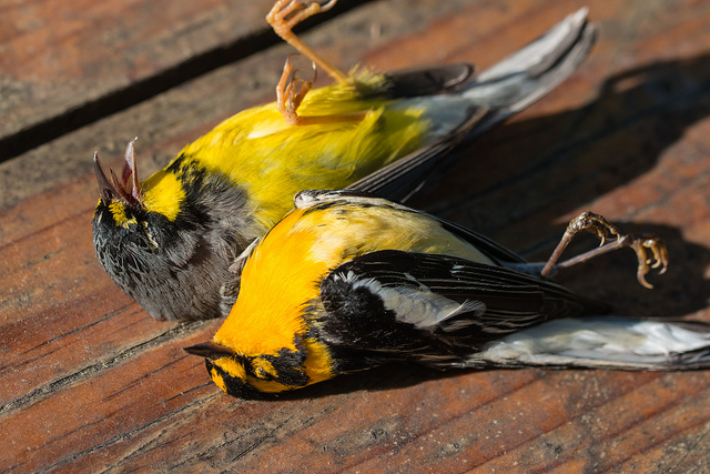 Window-killed Warblers