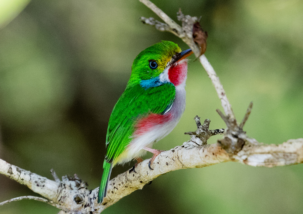 Cuban Tody