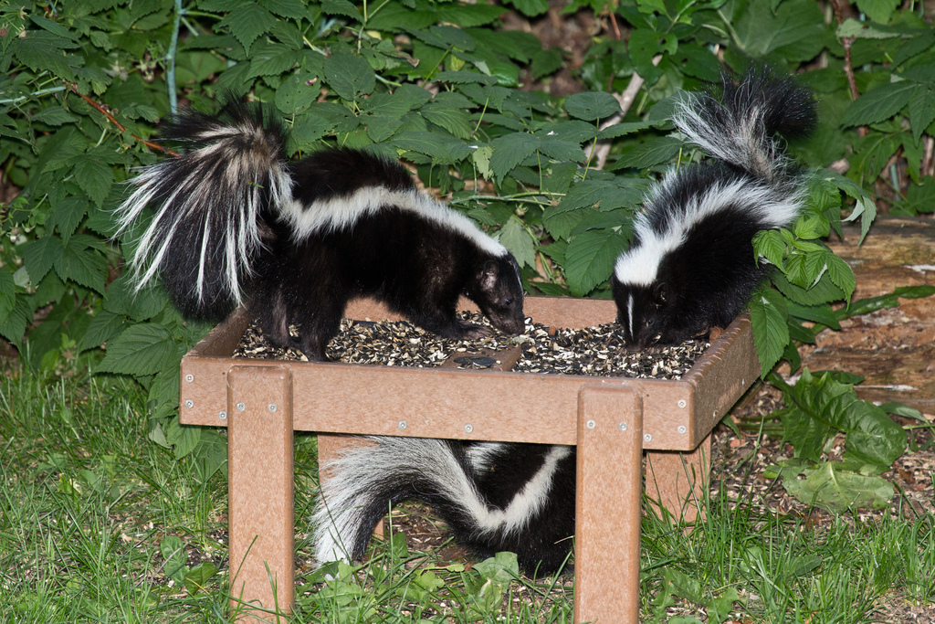 Skunks