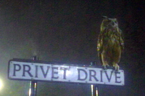 Eagle Owl on the Privet Dr. sign.