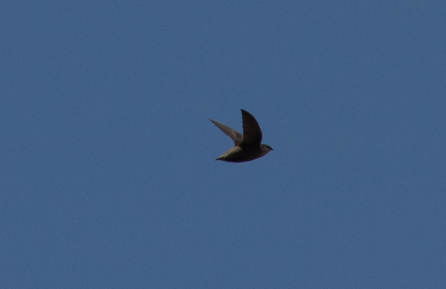 Chimney Swift