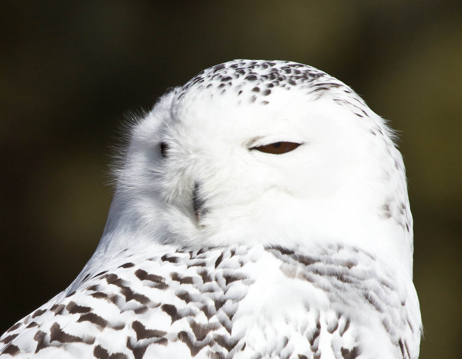 Snowy Owl