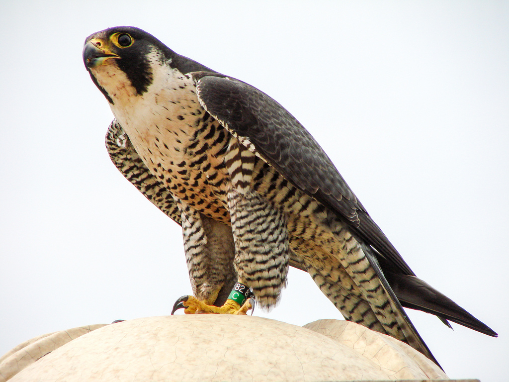 Peregrine Falcon