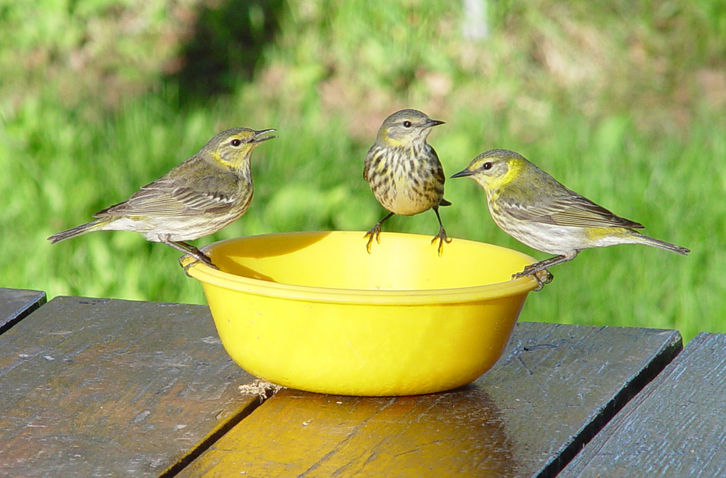 Cape May Warblers at jelly