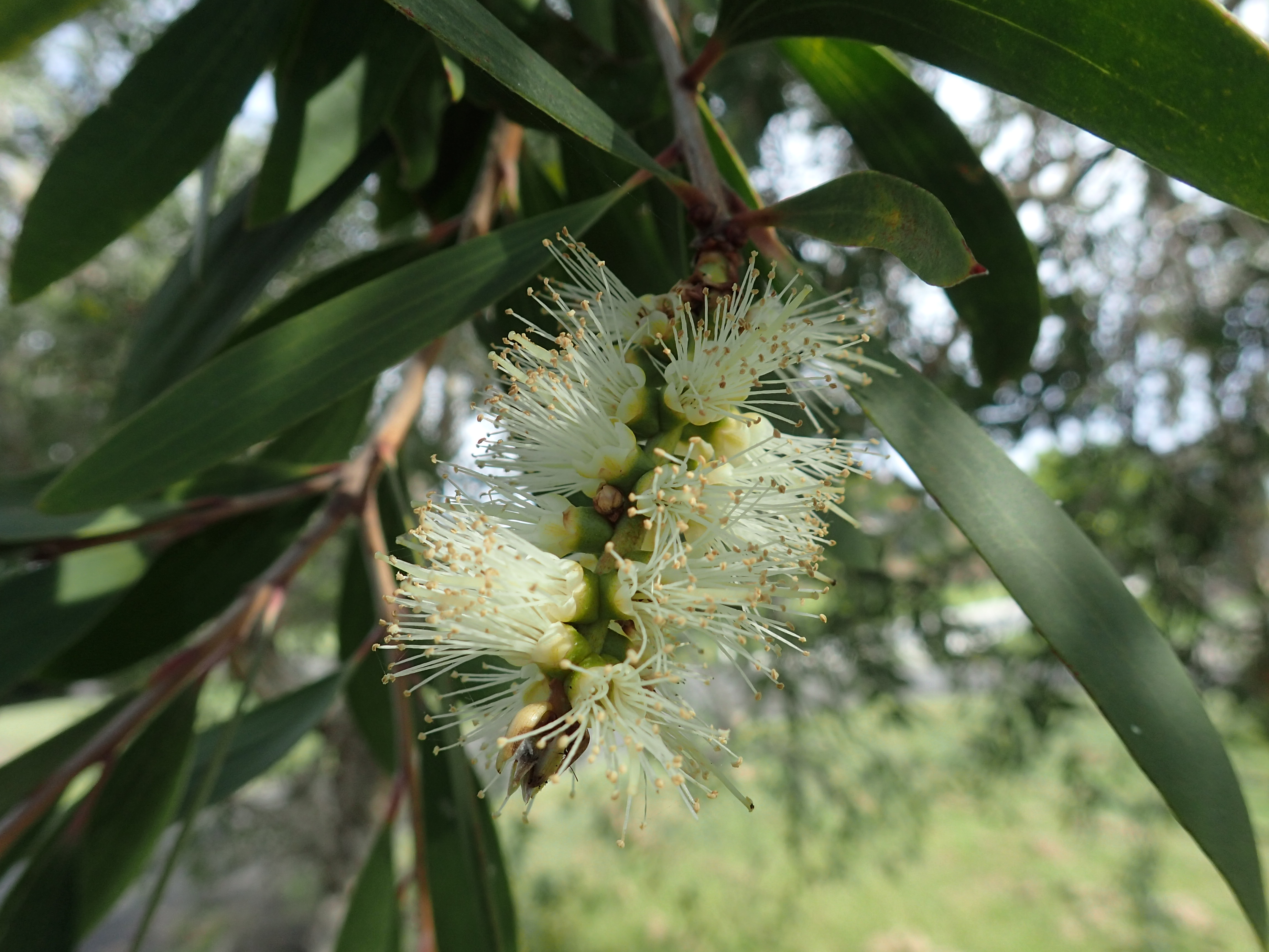 Melaleuca flowers