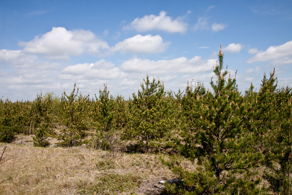 Young jack pine forest