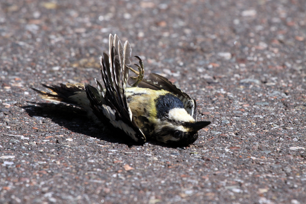 Dead Yellow-bellied Sapsucker