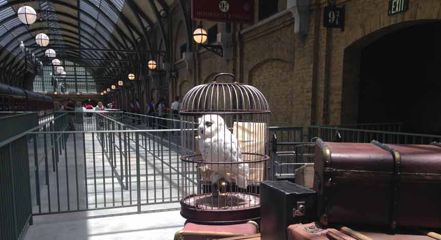 Hedwig in a cage