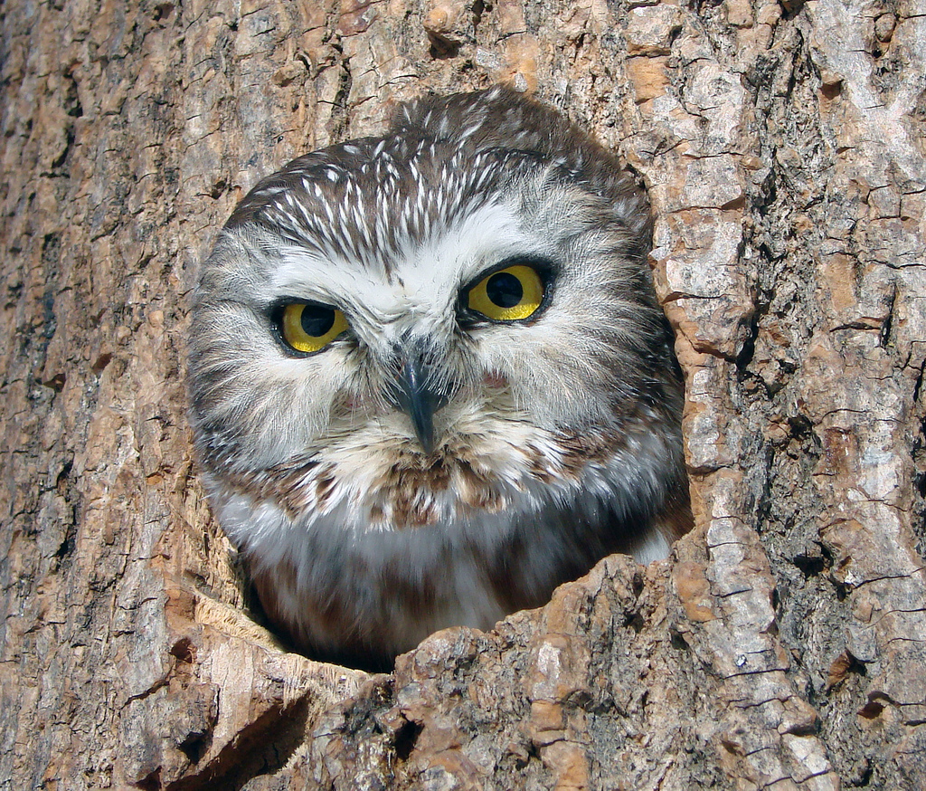 Northern Saw-whet Owl