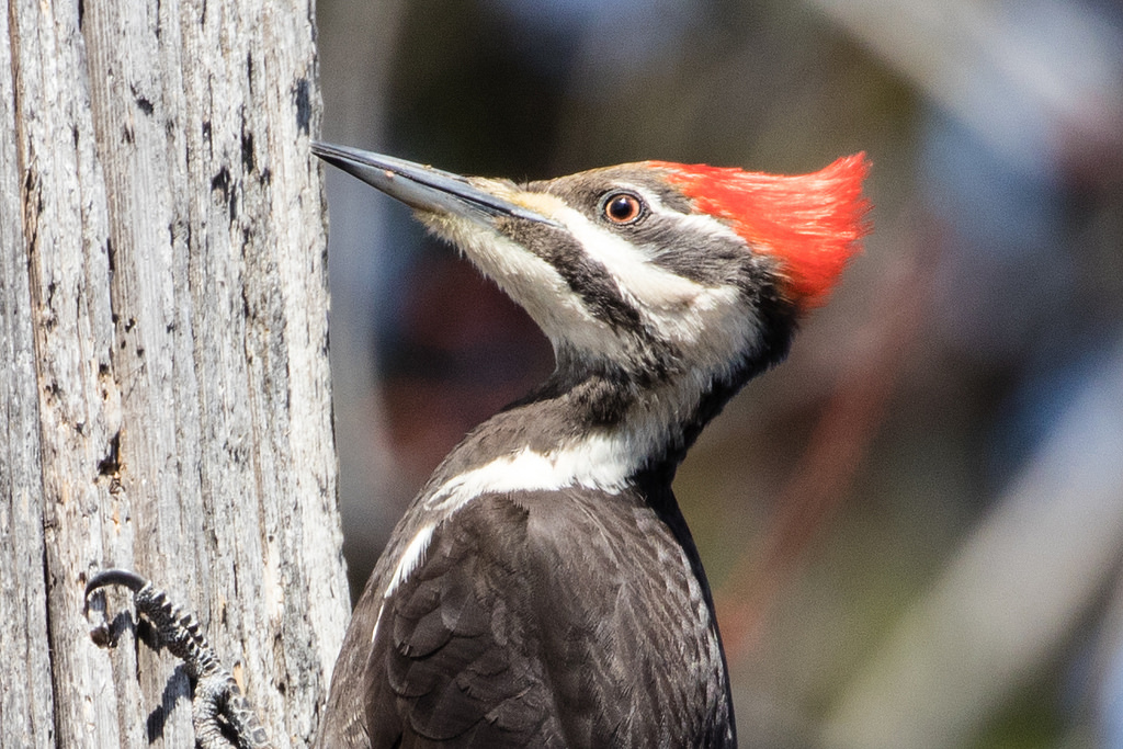 Pileated Woodpecker