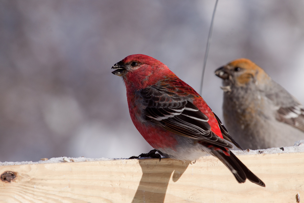 Pine Grosbeaks