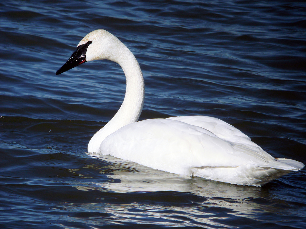 Trumpeter Swan