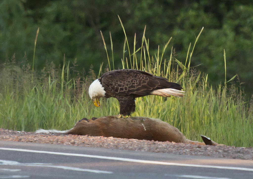 Eagle and dead deer