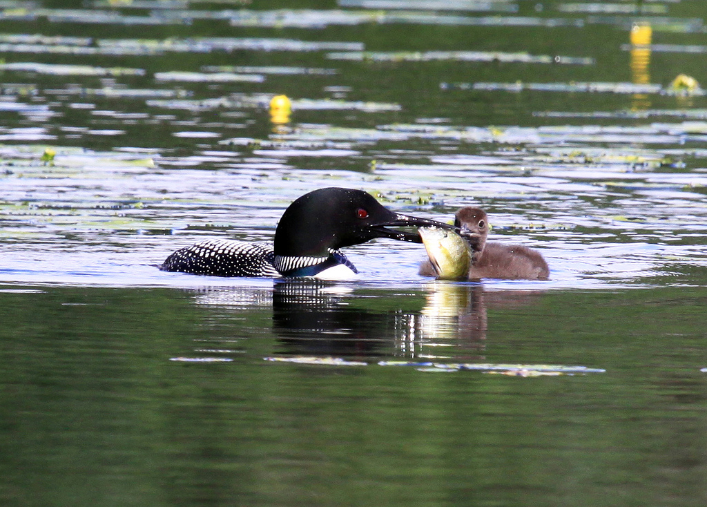 Loon adult feeding young a fish