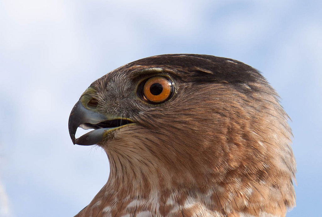 Cooper's Hawk