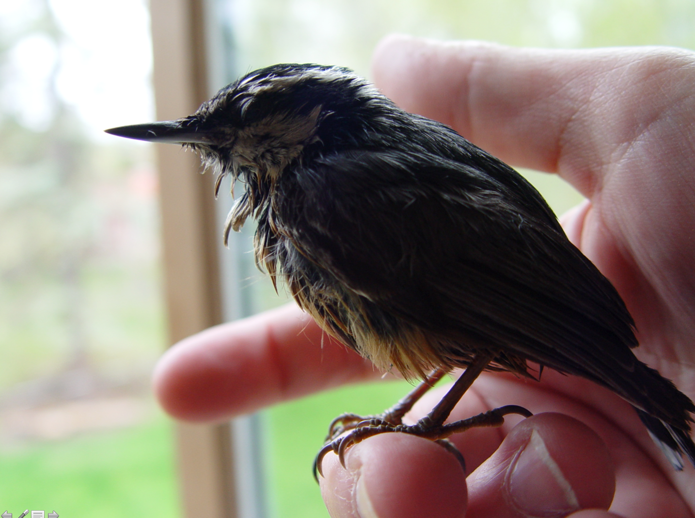 Red-breasted Nuthatch coated in jelly