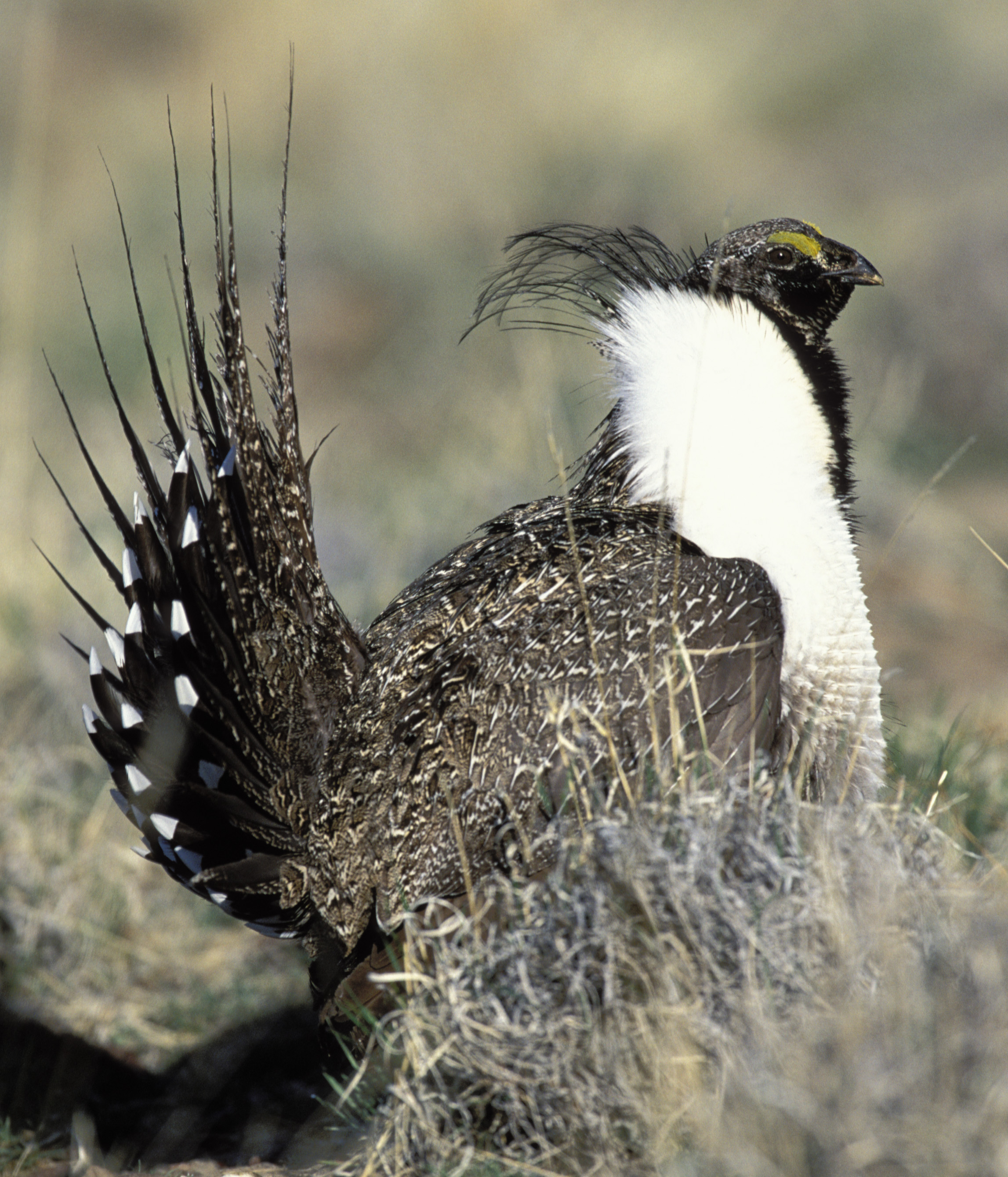 Greater Sage-Grouse