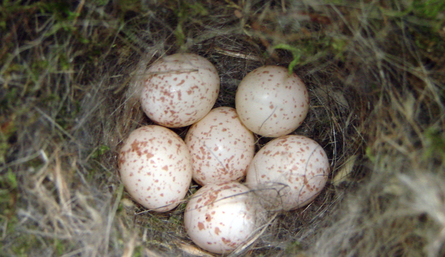 Chickadee clutch