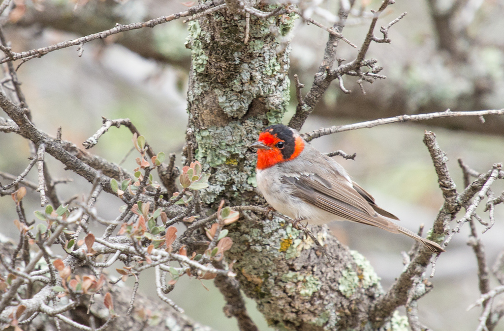 Red-faced Warbler