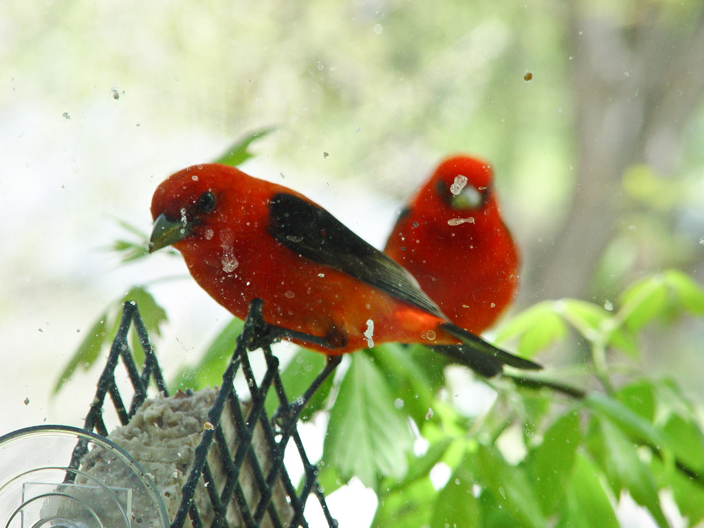 Scarlet Tanagers at suet feeder