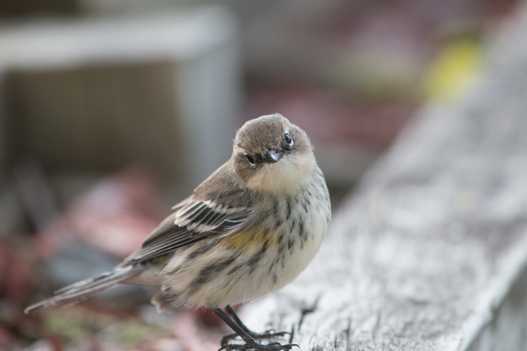 Yellow-rumped Warbler