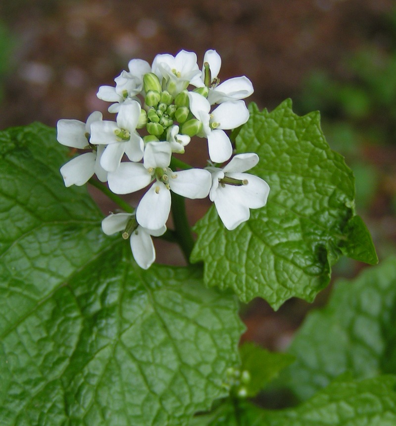 Garlic Mustard