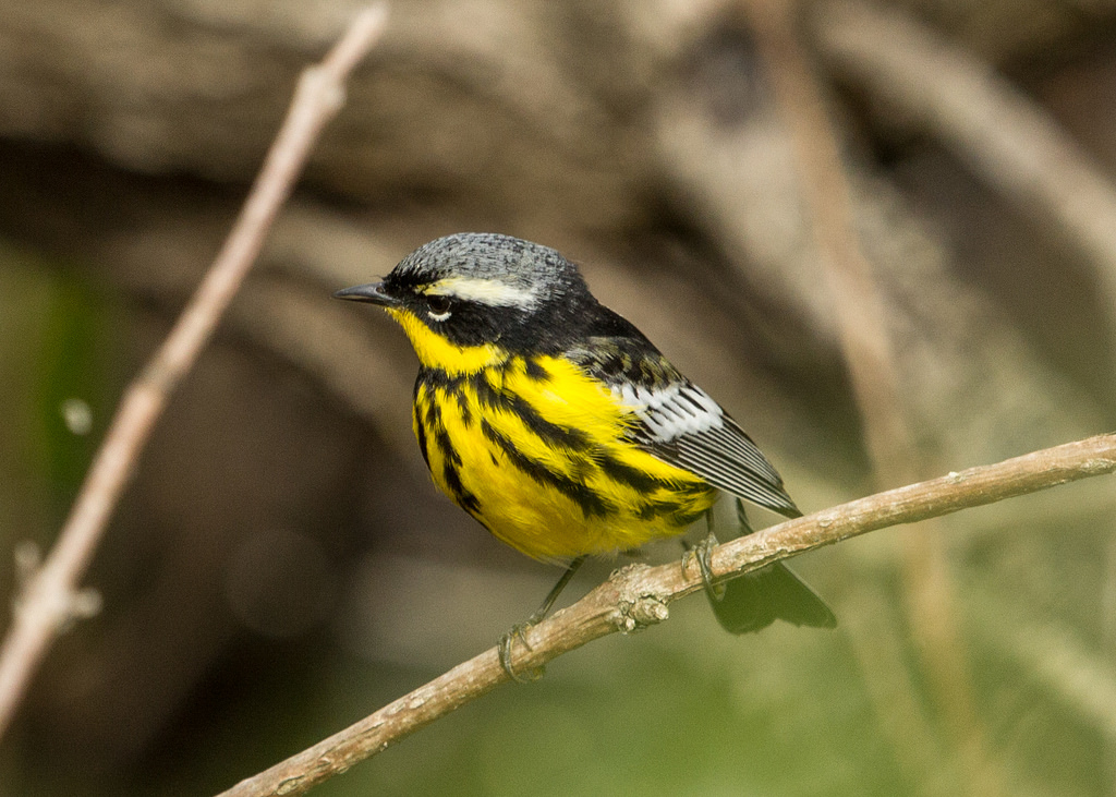 Magnolia Warbler