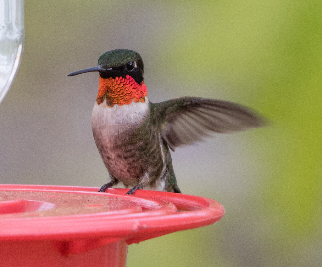 Ruby-throated Hummingbird