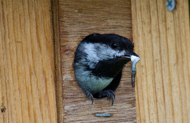 Chickadee in nest box