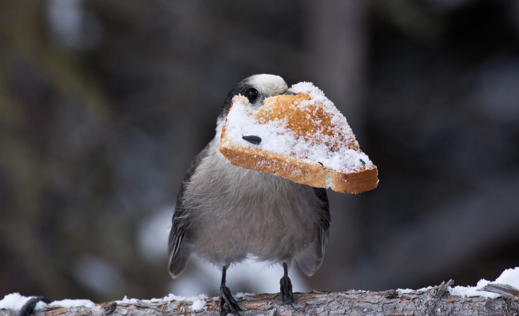 Gray Jay