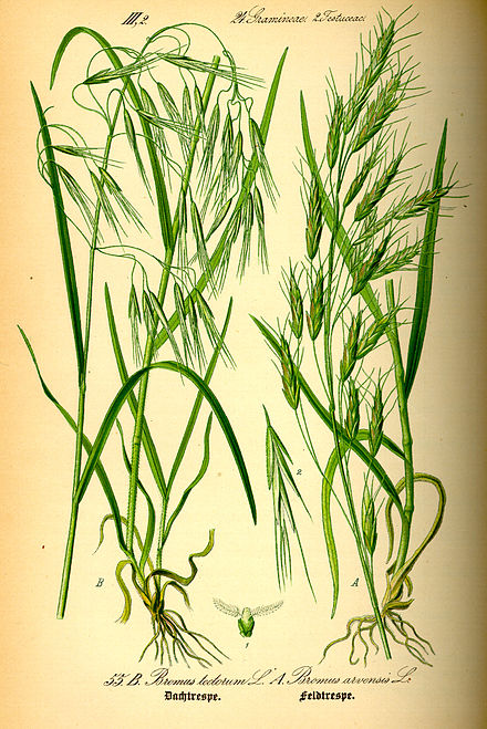 Cheatgrass