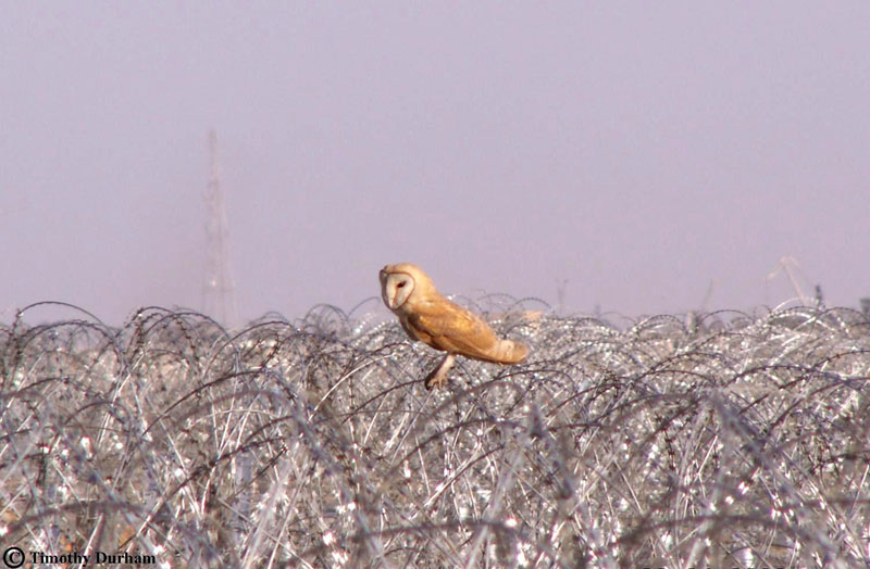 Barn Owl on razor wire