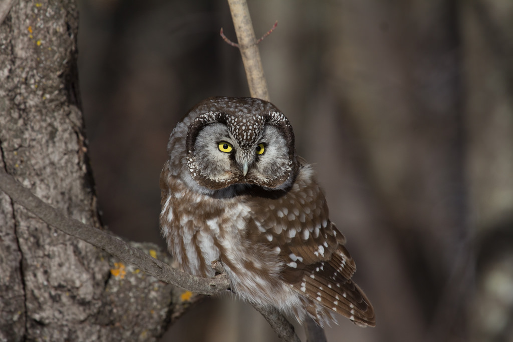 Boreal Owl