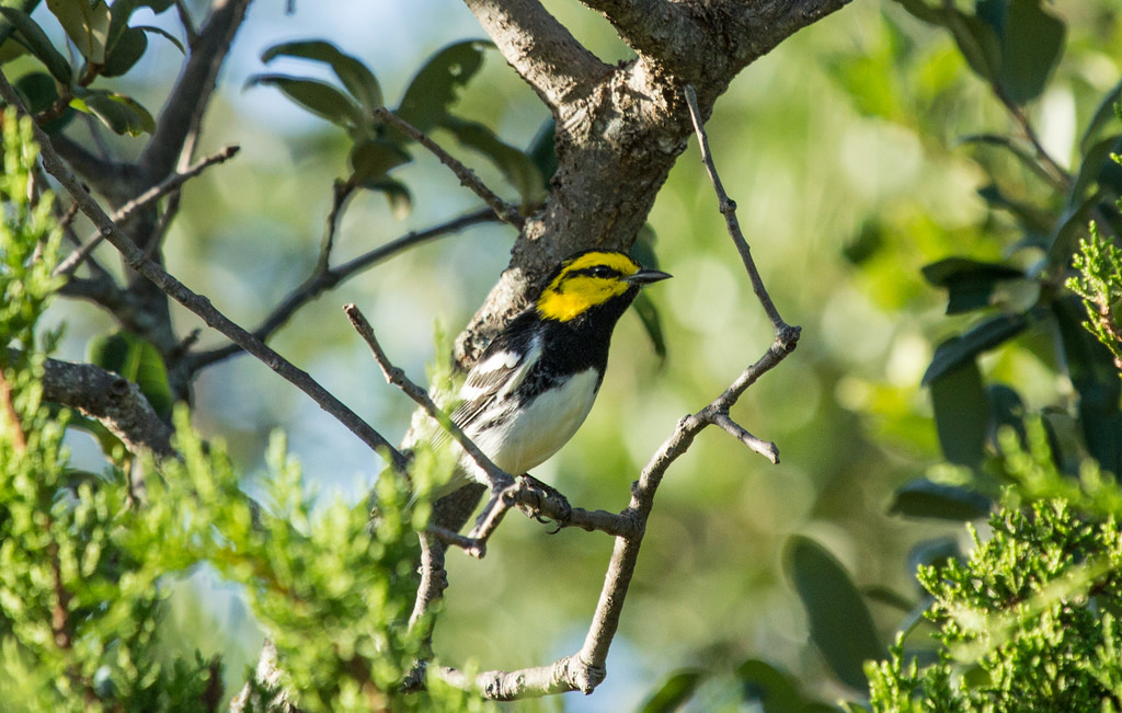 Golden-cheeked Warbler