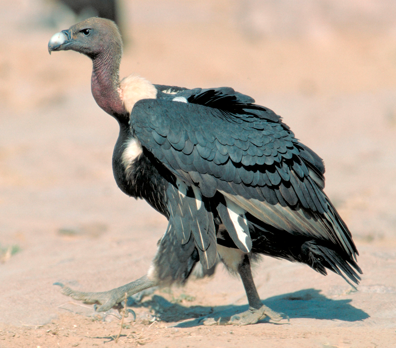 White-rumped Vulture