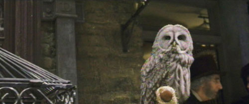Great Gray Owl on Diagon Alley