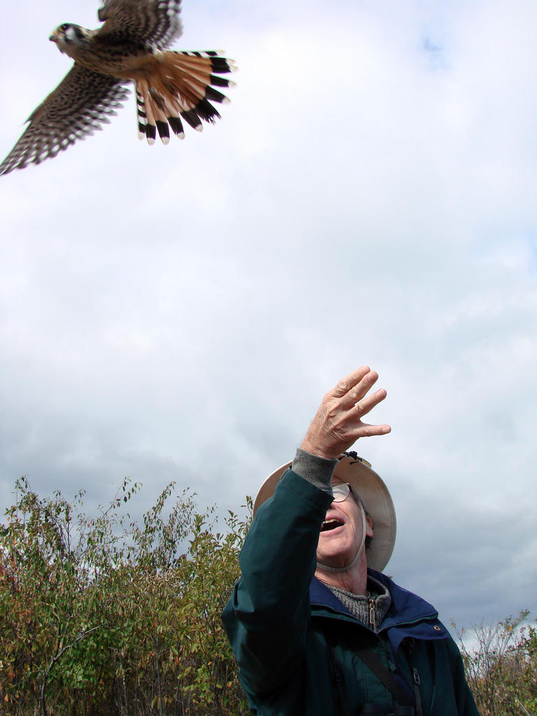 Hawk Ridge kestrel release