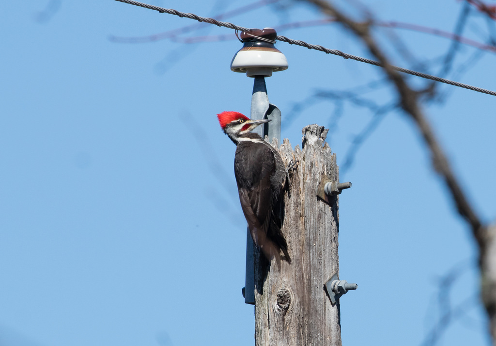Pileated Woodpecker on power pole
