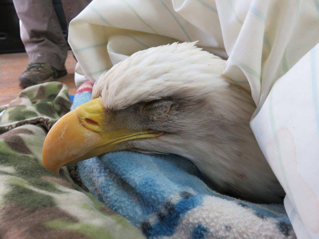 Bald Eagle with lead poisoning